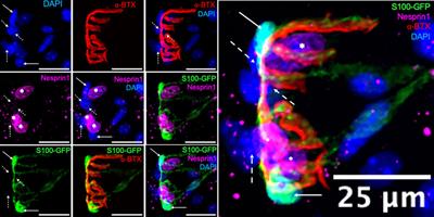 Maintenance of subsynaptic myonuclei number is not driven by neural input